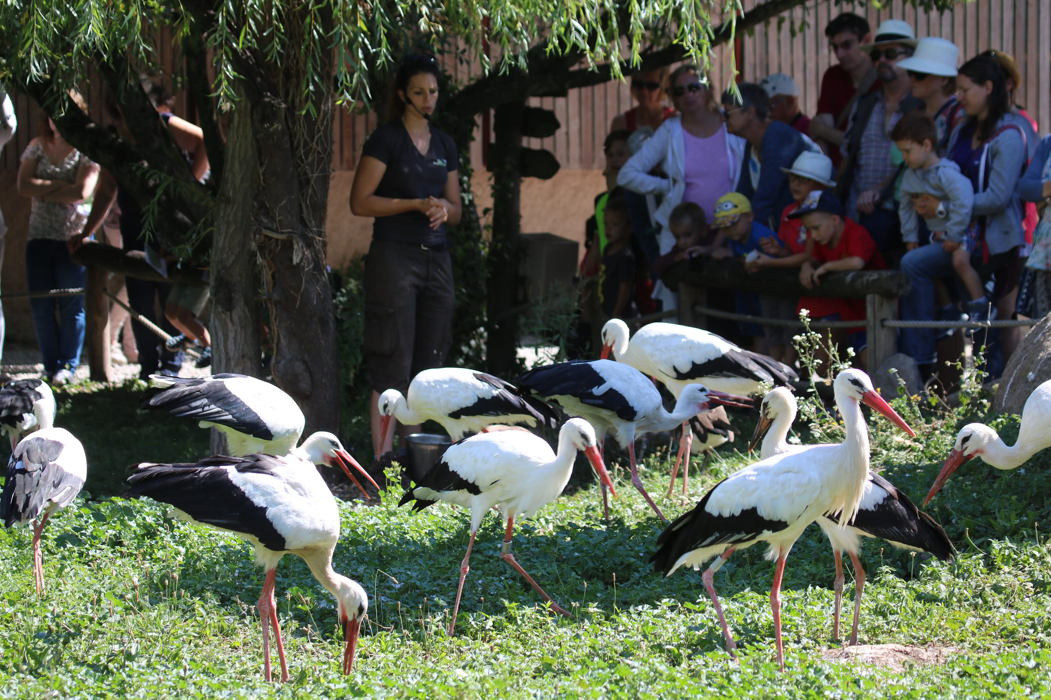 NaturOparC (eg Reintroduction Center), Hunawihr